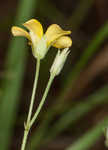 Slender yellow woodsorrel